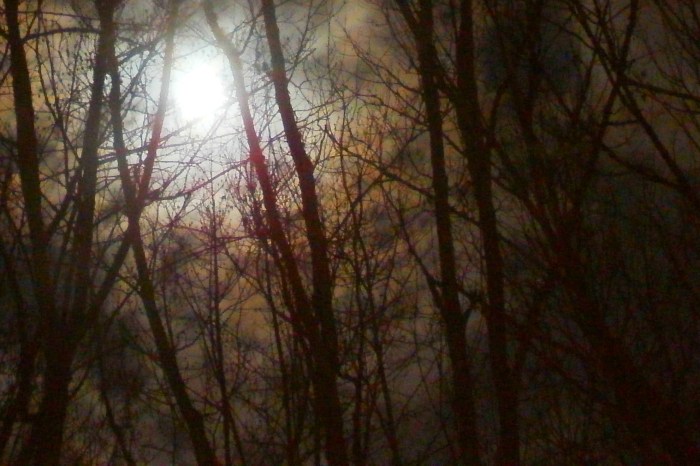 moon through the branches