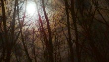 moon through the branches
